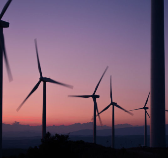 TerraBrands Launches to Expand Edible Algae Category