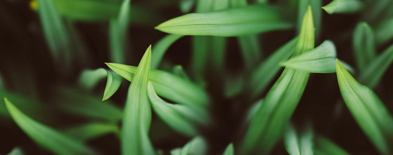 Eco-Conscious Eating: The USDA wants us to dine greener