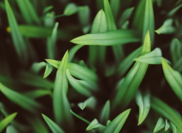 Eco-Conscious Eating: The USDA wants us to dine greener