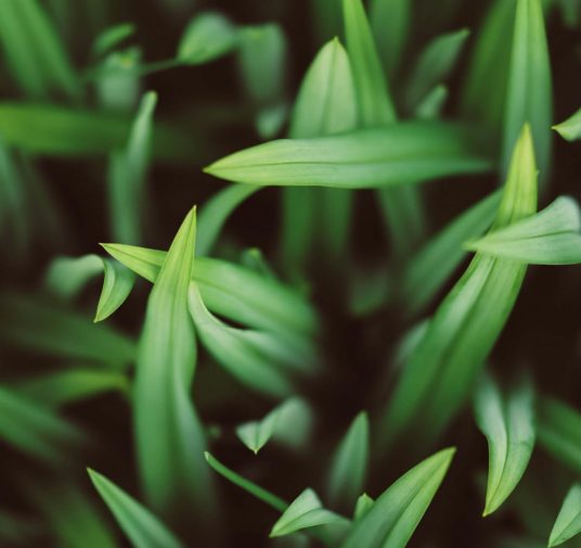 Eco-Conscious Eating: The USDA wants us to dine greener